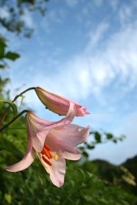 梅雨のイメージその2_b0116083_1638876.jpg