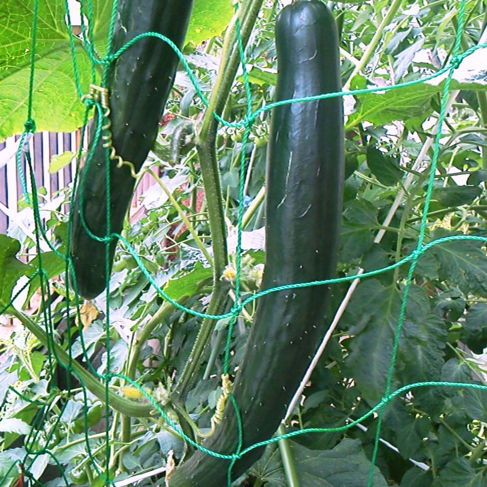 a0216098_2013139.jpg
