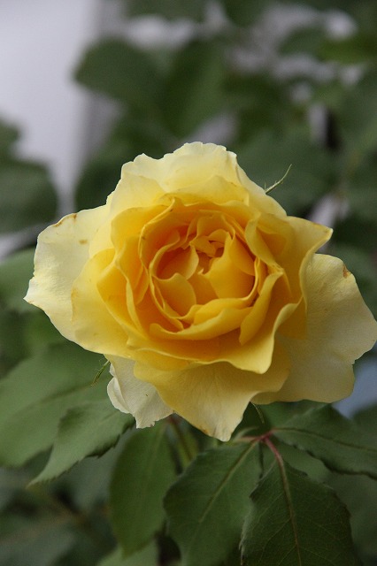 a0123003_7591134.jpg