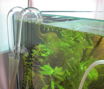 明るい設置場所での水槽管理は大変です><_a0193105_22585855.jpg