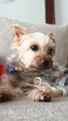 c0222805_241872.gif