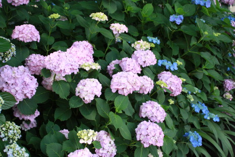 神社の紫陽花*_b0129008_17135897.jpg