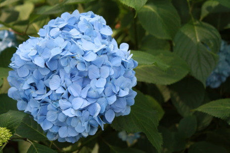 神社の紫陽花*_b0129008_1715193.jpg