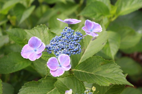 神社の紫陽花*_b0129008_17161173.jpg