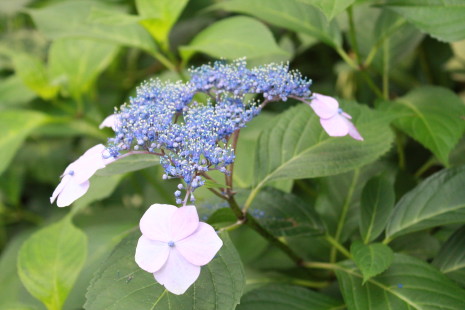 神社の紫陽花*_b0129008_1716575.jpg