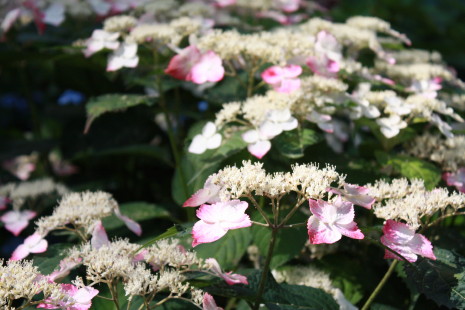 神社の紫陽花*_b0129008_1718411.jpg