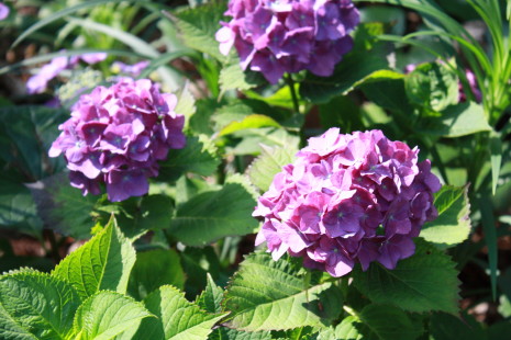 神社の紫陽花*_b0129008_17185628.jpg