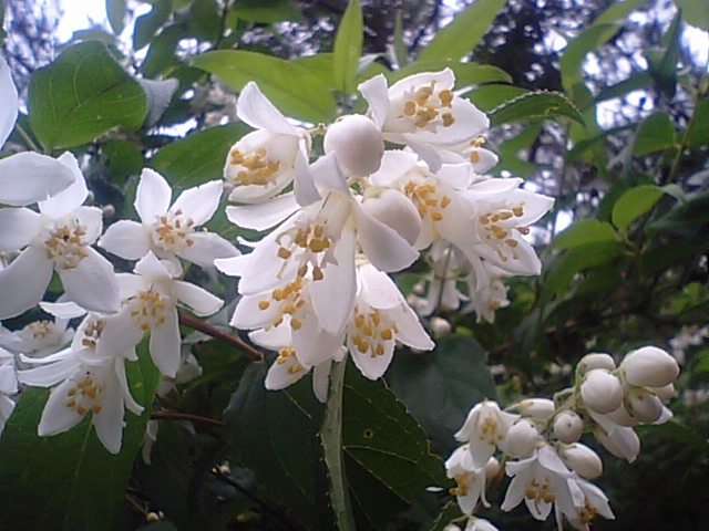 ウツギ 卯の花 の花が満開 徳ちゃん便り