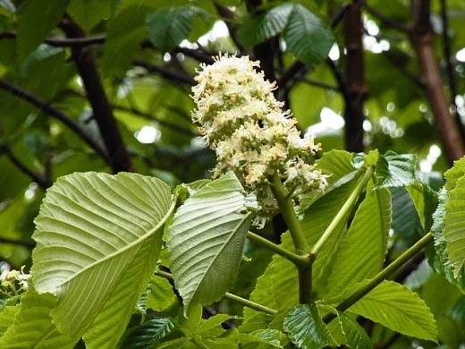 2012年6月21日（木）：雨やまず [中標津町郷土館]_e0062415_201047.jpg