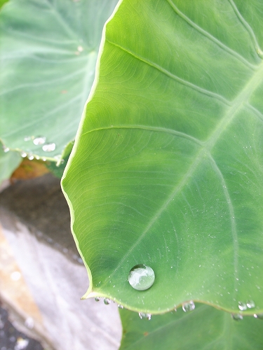 RAINDROP_b0225620_1413683.jpg