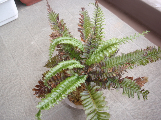 Cephalomanes javanicum その後 : コケシノブログ‐苔忍録‐