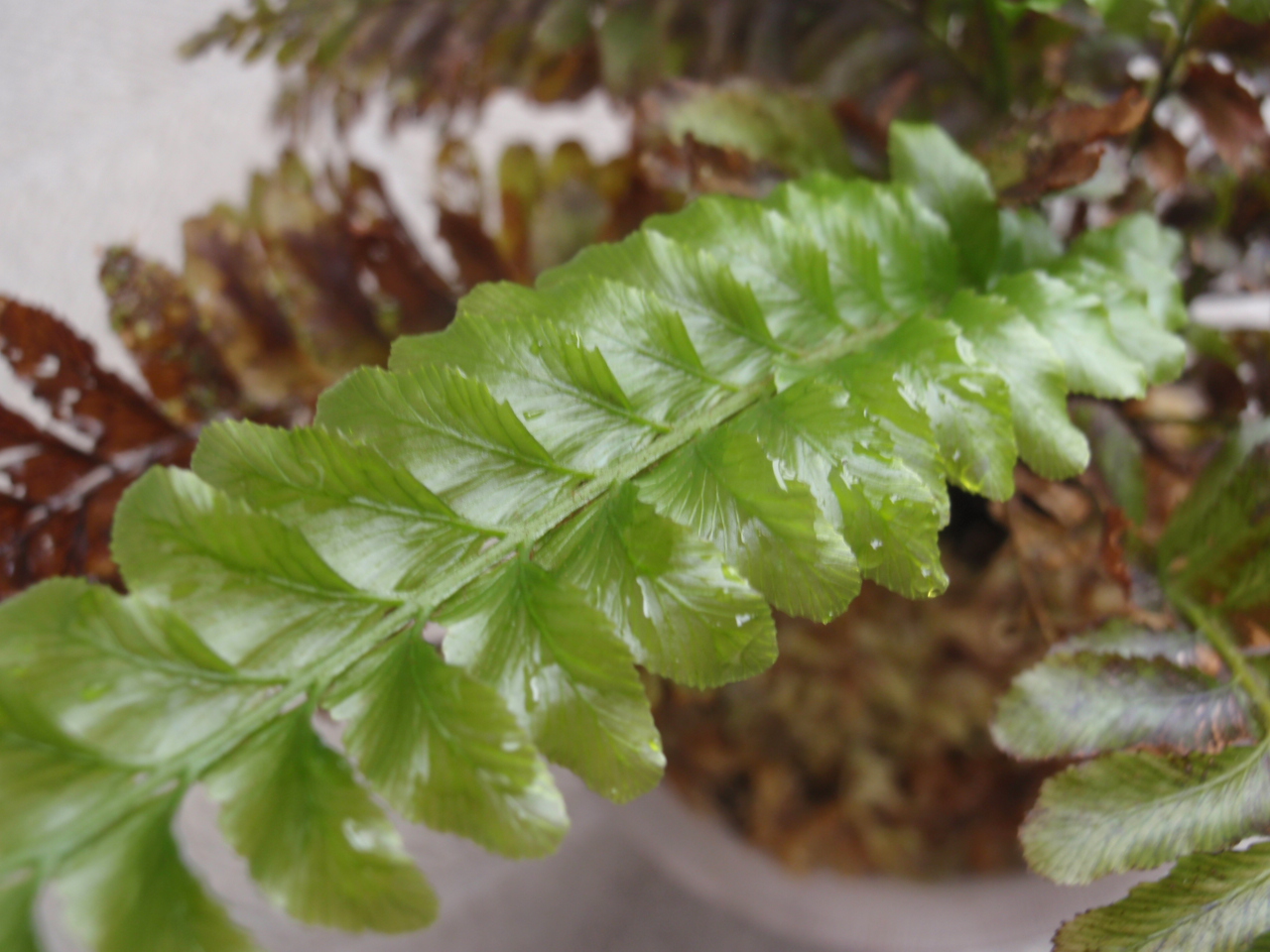 Cephalomanes javanicum その後 : コケシノブログ‐苔忍録‐