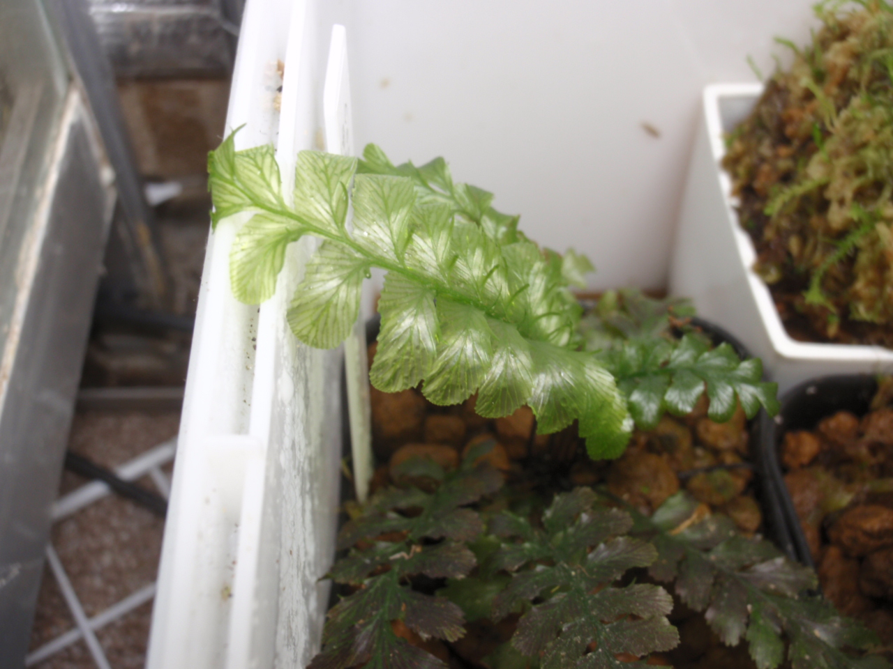 超希少種 ソテツホラゴケ シダ植物 ホラゴケ パルダリウム - www