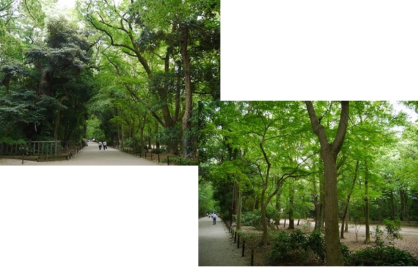 下鴨神社・糺の森　　～京都～_c0235725_1057563.jpg