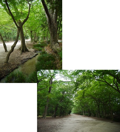 下鴨神社・糺の森　　～京都～_c0235725_11342318.jpg