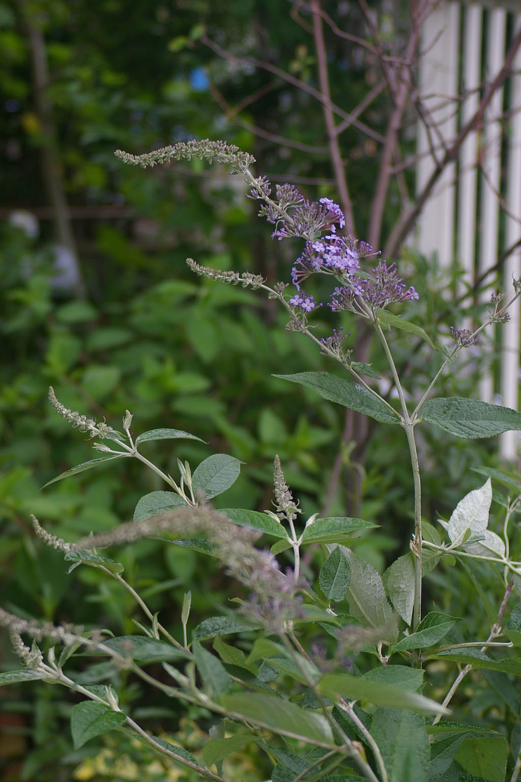 初夏の花木。_c0227728_14910100.jpg