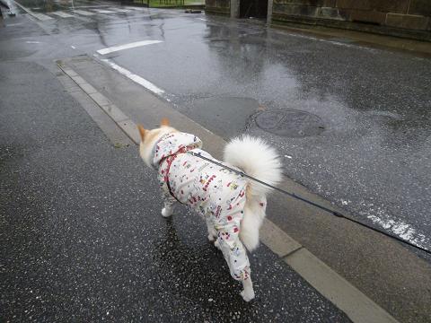 梅雨時の暮し方_b0138430_1314564.jpg