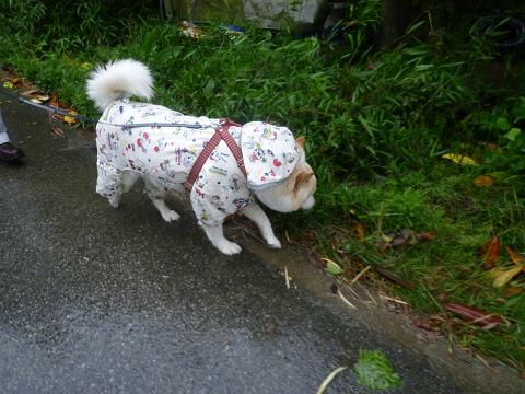 梅雨時の暮し方_b0138430_1315162.jpg