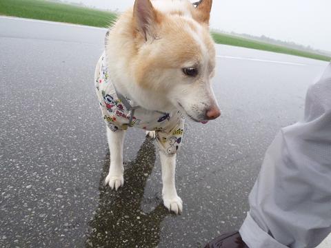 梅雨時の暮し方_b0138430_13175184.jpg