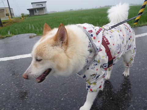 梅雨時の暮し方_b0138430_13221332.jpg