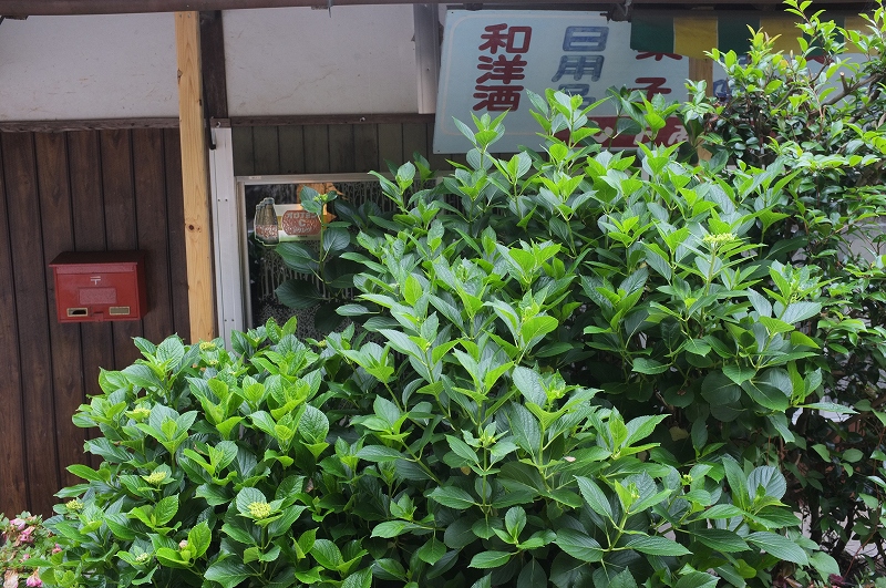 正しい日本の田舎風景　四国_f0050534_8145847.jpg