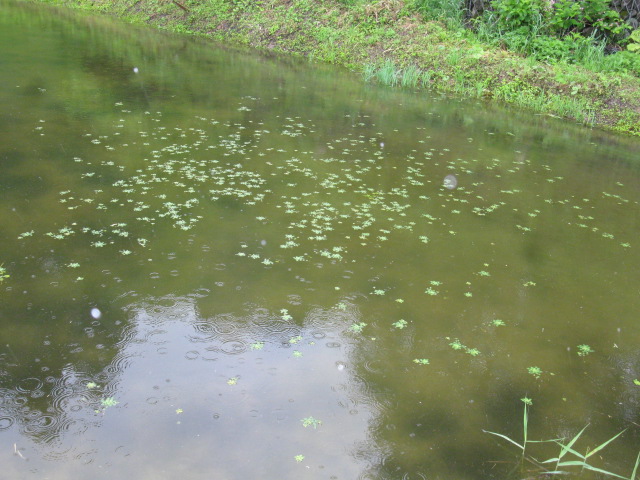 f0214235_1821534.jpg