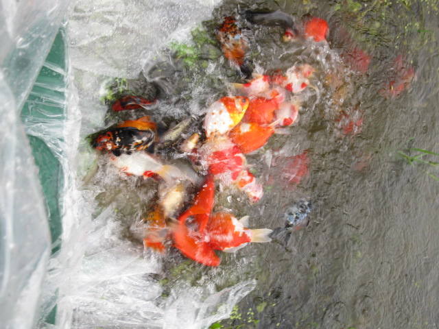 f0214235_18292750.jpg