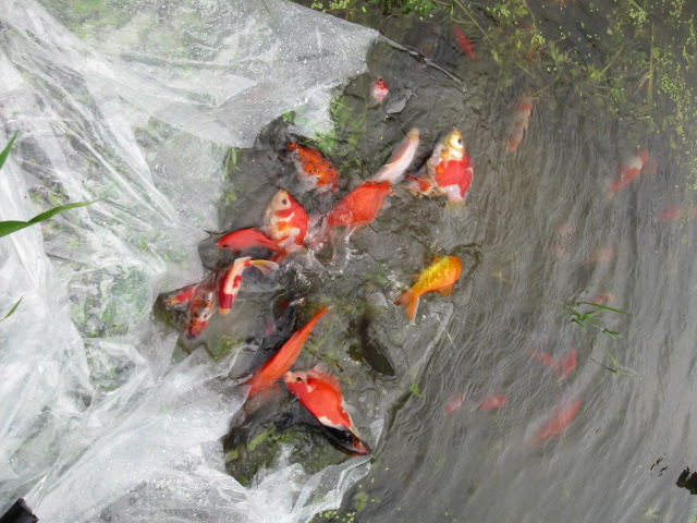 f0214235_18341341.jpg