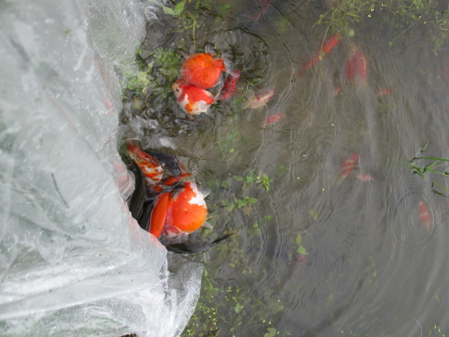 f0214235_18353253.jpg