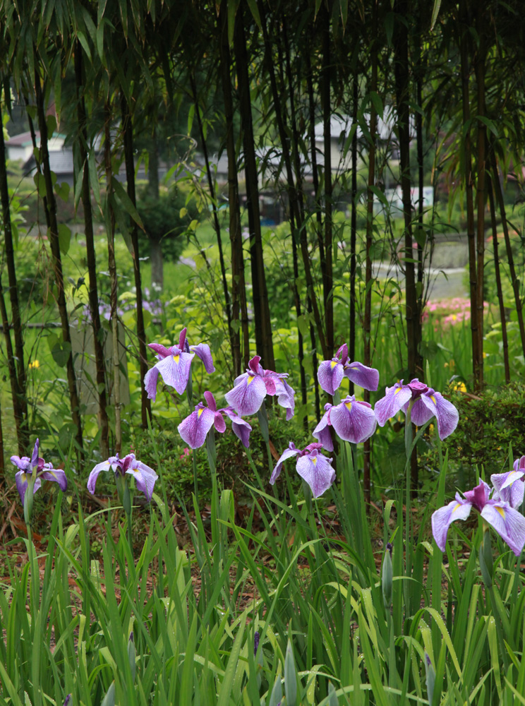 奈良市　柳生花しょうぶ園　花菖蒲_c0108146_21503724.jpg