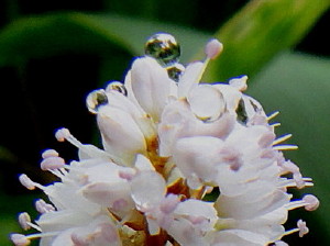 c0179351_95344.jpg