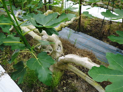 小春農園 無花果(イチジク)ハウス_a0254656_15475785.jpg