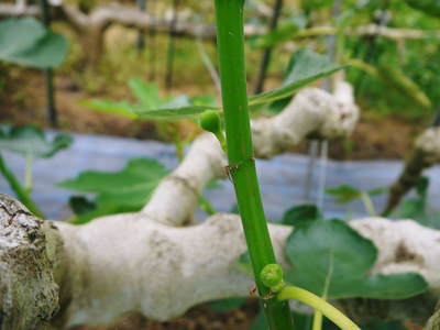 小春農園 無花果(イチジク)ハウス_a0254656_16303340.jpg