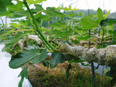 小春農園 無花果(イチジク)ハウス_a0254656_1651222.jpg