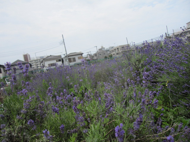 a0244265_16283812.jpg