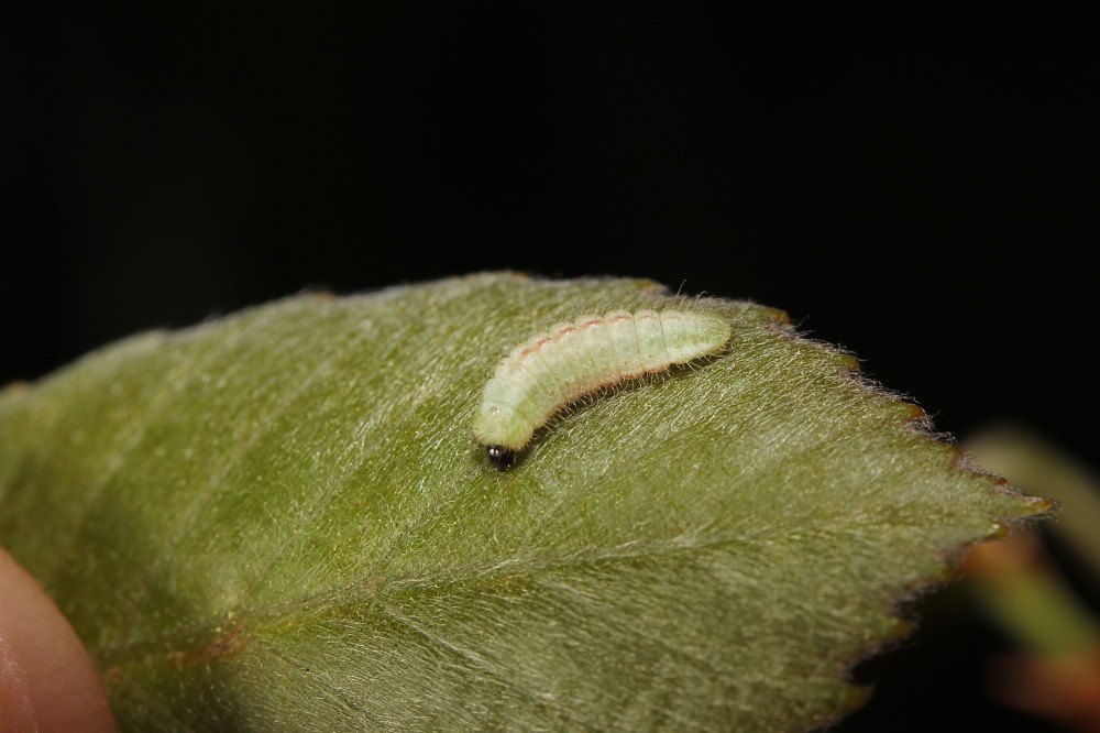 a0146869_74338.jpg
