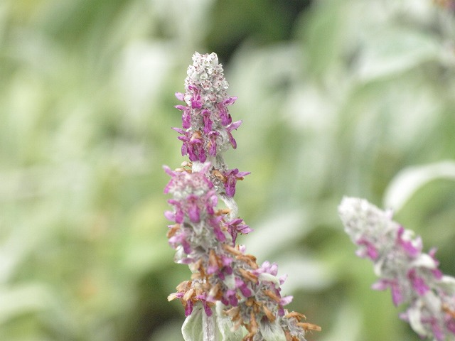 『ラムズイヤー(ワタチョロギ)の花』_d0054276_2019795.jpg