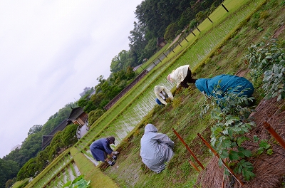 6月21日　【キラリ清掃活動】_a0185880_14541897.jpg