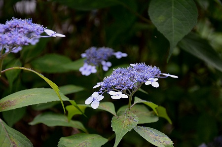 「雨降り花」_c0229483_9304950.jpg