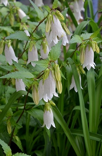 「雨降り花」_c0229483_9571522.jpg