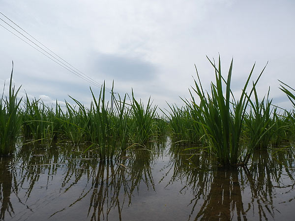 ６月２１日の田んぼ（上目黒小・枝野小）_d0247484_14105877.jpg