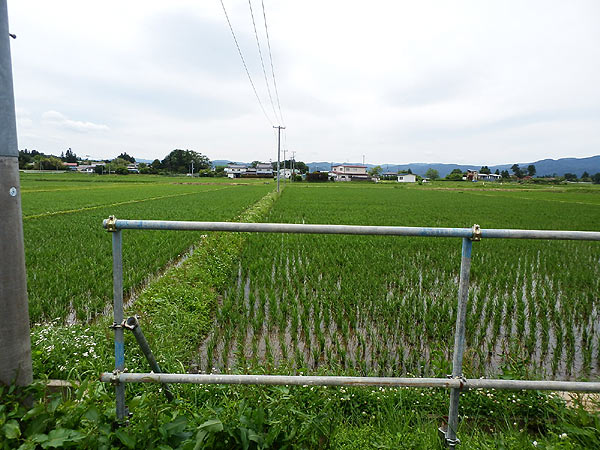 6月21日の田んぼ(上目黒小・枝野小)_d0247484_1410778.jpg