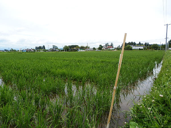 ６月２１日の田んぼ（上目黒小・枝野小）_d0247484_14124385.jpg