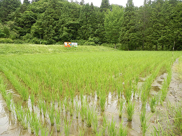 6月21日の田んぼ(月光原小・西根小)_d0247484_14355085.jpg