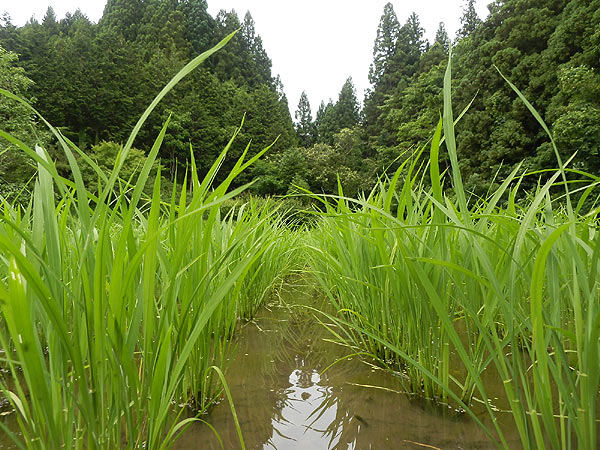 6月21日の田んぼ(月光原小・西根小)_d0247484_14365812.jpg