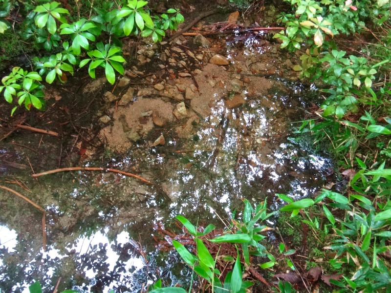 2012/06/20 Trail Session in 段ヶ峰_b0220886_1162352.jpg