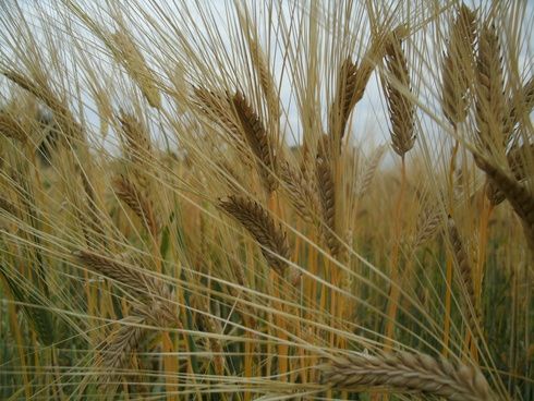 二条大麦の収穫を中止します。_d0048186_14281185.jpg