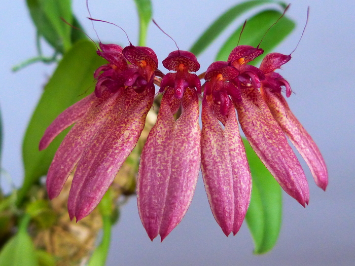Cirrhopetalum longiflorum 'Tokyo' : 花咲か父さん 洋らん栽培