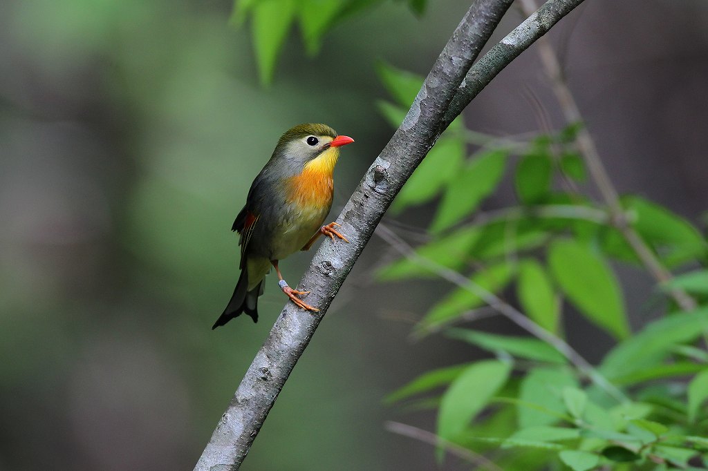 かご抜け鳥 ソウシチョウ 武蔵野の野鳥