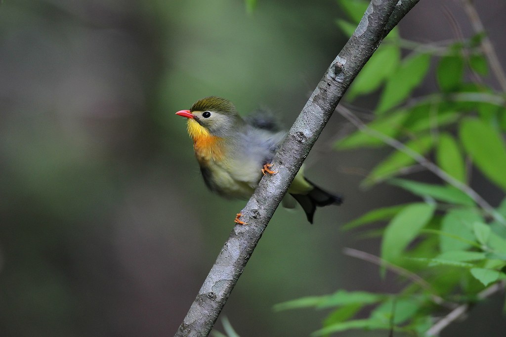 「かご抜け鳥」ソウシチョウ。_a0206701_18331921.jpg